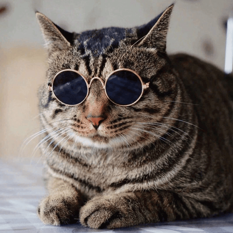Pet Sunglasses for Small Dogs & Cats – Vintage Round Reflective Eyewear