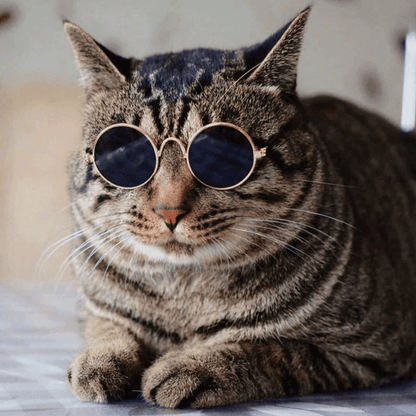 Pet Sunglasses for Small Dogs & Cats – Vintage Round Reflective Eyewear