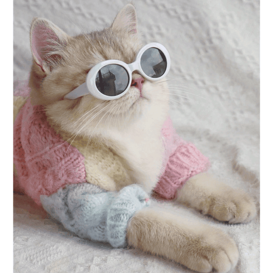 Pet Sunglasses – Multicolor ABS Eyewear for Cats