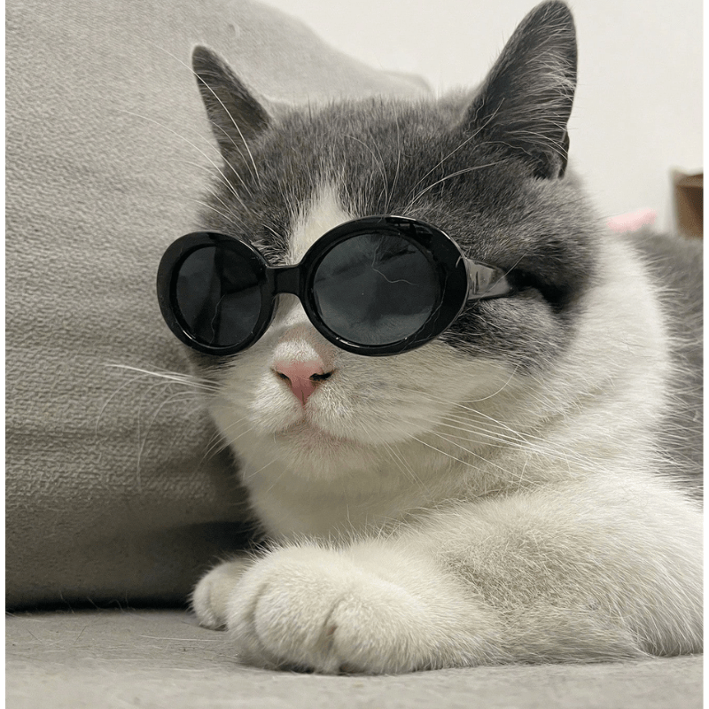 Pet Sunglasses – Multicolor ABS Eyewear for Cats